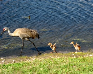 sandhill crane and babies