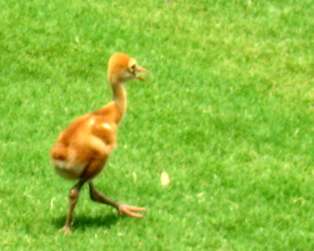 very young sandhill crane