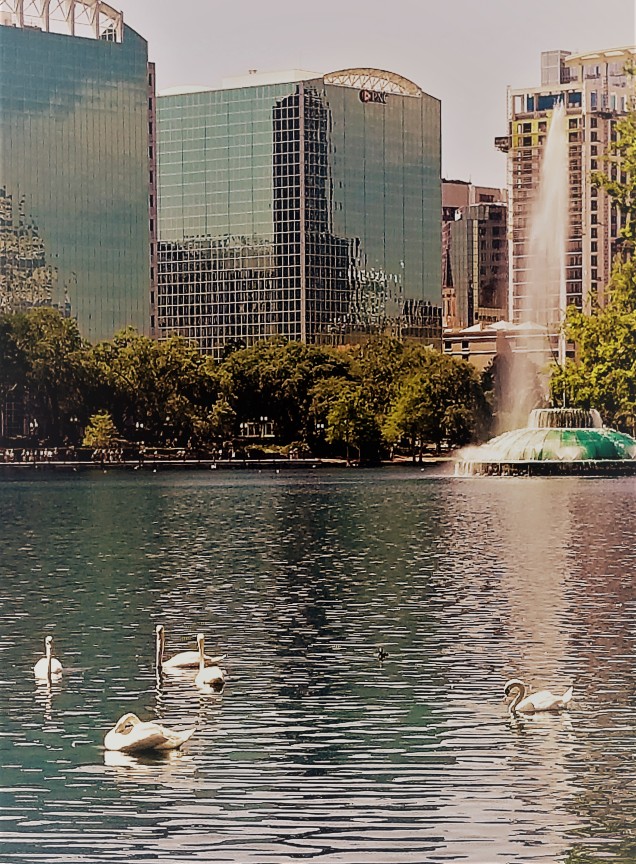 swans at lake eola, Orlando photo by Virginia Allain